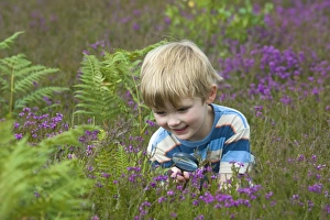Out Side Prints: Boy with magnifying glass amongst heather on heathland, North Norfolk, England, july