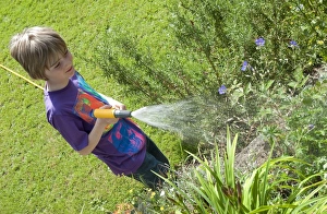 Gardener Prints: Boy watering plants in garden with hose, Norfolk, England, july