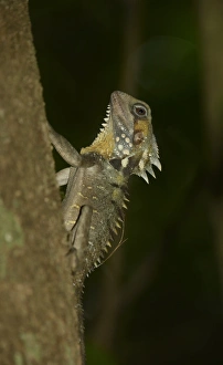 Dragon Prints: Boyds Forest Dragon (Hypsilurus boydii) adult