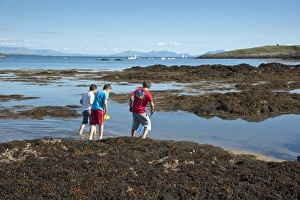 Three boys rockpooling with nets, Borthwen, Cymyran Bay, Anglesey, North Wales, august