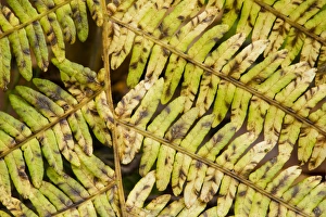 Details Prints: Bracken (Pteridium aquilinum) close-up of frond