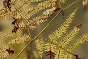 Bracken (Pteridium aquilinum) close-up of fronds in autumn colour, Powys, Wales, november