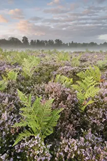 Bracken (Pteridium aquilinum) with Common Heather (Calluna vulgaris) flowering, growing on lowland heathland habitat at dawn, Hothfield Heathlands, Kent, England, august