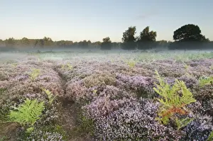 Bracken (Pteridium aquilinum) with Common Heather (Calluna vulgaris) flowering, growing on lowland heathland habitat at dawn, Hothfield Heathlands, Kent, England, august