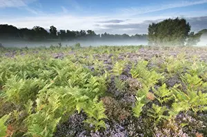 Bracken (Pteridium aquilinum) with Common Heather (Calluna vulgaris) flowering, growing on lowland heathland habitat at dawn, Hothfield Heathlands, Kent, England, august