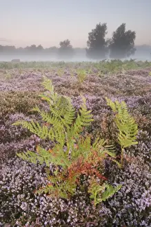 Bracken (Pteridium aquilinum) with Common Heather (Calluna vulgaris) flowering