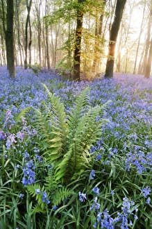 Bracken (Pteridium aquilinum) fronds, growing amongst Bluebell (Endymion non-scriptus) flowering mass