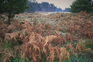 Bracken (Pteridium aquilinum) fronds, in breckland heathland habitat at dawn, Knettishall Heath Country Park, Suffolk