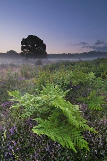 Bracken (Pteridium aquilinum) fronds, and Common Heather (Calluna vulgaris) flowering