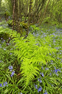 Bracken (Pteridium aquilinum) fronds, growing amongst Bluebell (Endymion non-scriptus) flowering mass