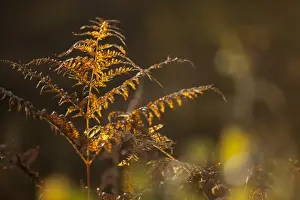 Fern Prints: Bracken (Pteridium aquilinum) fronds in autumn colour