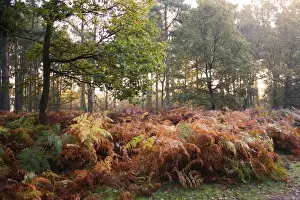 Bracken (Pteridium aquilinum) fronds in autumn colour, growing in woodland habitat at dawn, Knettishall Heath Reserve