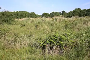 Fern Prints: Bracken (Pteridium aquilinum) growing in valley fen reserve habitat