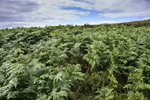 Fern Prints: Bracken (Pteridium aquilinum) mass growing on quartzite ridge and hill habitat