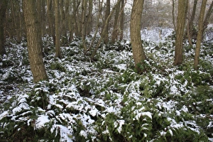 Fern Prints: Bracken (Pteridium aquilinum) snow covered fronds