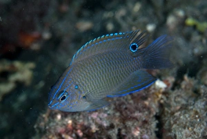 Strait Prints: Brackish Damsel (Pomacentrus taeniometopon) adult