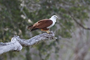 South Asia Prints: Brahminy Kite (Haliastur indus) adult, perched on branch, Yala N. P. Sri Lanka, February
