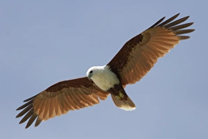 Kites Prints: Brahminy Kite (Haliastur indus girrenera) adult