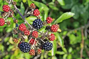 Bramble (Rubus fruticosus) close-up of ripe and unripe berries, growing in hedgerow, Vicarage Plantation, Mendlesham