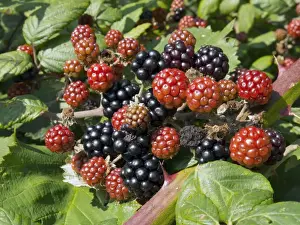 Bramble (Rubus fruticosus) close-up of ripe and unripe fruit, England, September