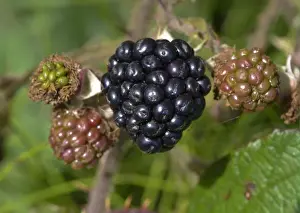 Ripen Prints: Bramble (Rubus fruticosus) close-up of ripe and unripe fruit