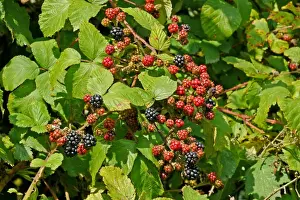 Ripen Prints: Bramble (Rubus fruticosus) close-up of ripening berries, West Sussex, England, august
