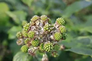 Rosaceae Prints: Bramble (Rubus fruticosus) close-up of unripe green fruit