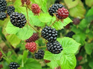 Agriculture Prints: Bramble (Rubus fruticosus) cultivar, ripening berries, Berkshire, England, July