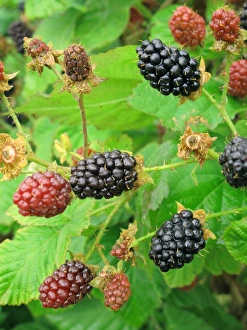 Bramble (Rubus fruticosus) cultivar, ripening berries, Berkshire, England, July