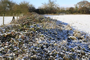 Bramble Prints: Bramble (Rubus fruticosus) snow covered patch