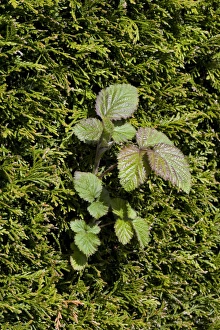 Rosaceae Prints: A bramble shoot, Rubus fructicosus