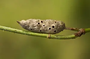 Growth Prints: Bramble Stem Gall Wasp (Diastrophus rubi) old gall (from which adults have emerged) on bramble stem