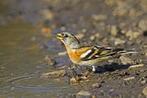 Brambling (Fringilla montifringilla) adult male, late winter plumage, drinking from puddle, Norfolk, England, April