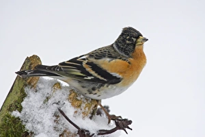 Brambling (Fringilla montifringilla) adult male, perched on snow covered fence post, in garden, Berwickshire, Scotland, winter