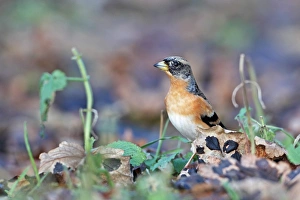 Brambling (Fringilla montifringilla) adult male, winter plumage, foraging amongst leaf litter, Whitlingham, The Broads, Norfolk, England, december