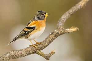 Brambling (Fringilla montifringilla) adult male, winter plumage, perched on twig, Capanne di Marcarolo Regional Park