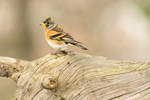 Brambling (Fringilla montifringilla) adult male, winter plumage, perched on log, Capanne di Marcarolo Regional Park