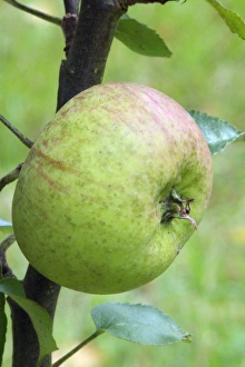 Malus Prints: Bramley Apple