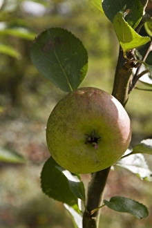 Malus Prints: A Bramley apple ready for picking