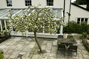 Variety Prints: A Bramley apple tree in full blossom just outside a large conservatory at the back of a Georgian house in Devon