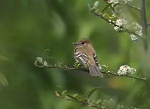 Fly Catcher Prints: Bran-coloured Flycatcher (Myiophobus fasciatus) adult