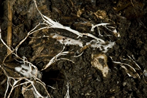 Mycorrhizal Prints: Branching threads of fungus mycelium in organic soil