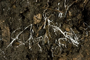 Branching threads of fungus mycelium in organic soil