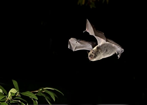 Sussex Prints: Brandts Bat (Myotis brandtii) adult
