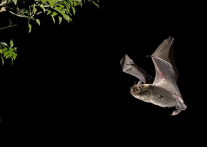 Brandts Bat (Myotis brandtii) adult, in flight towards ivy at night, Sussex, England, October