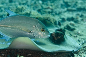 Muck Prints: Brassy Trevally (Caranx papuensis) adult