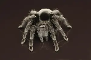 Captive Prints: Brazilian Black Velvet Tarantua (Grammostola pulchra) adult