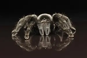 Brazilian Black Velvet Tarantua (Grammostola pulchra) adult, standing on reflective surface (captive)