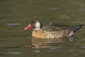 Drakes Prints: Brazilian Teal (Amazonetta brasiliensis) adult male, swimming, Arundel W. W. T. (captive)