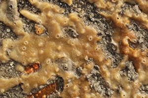 Sponges Prints: Breadcrumb Sponge (Halichondria panicea) under rock